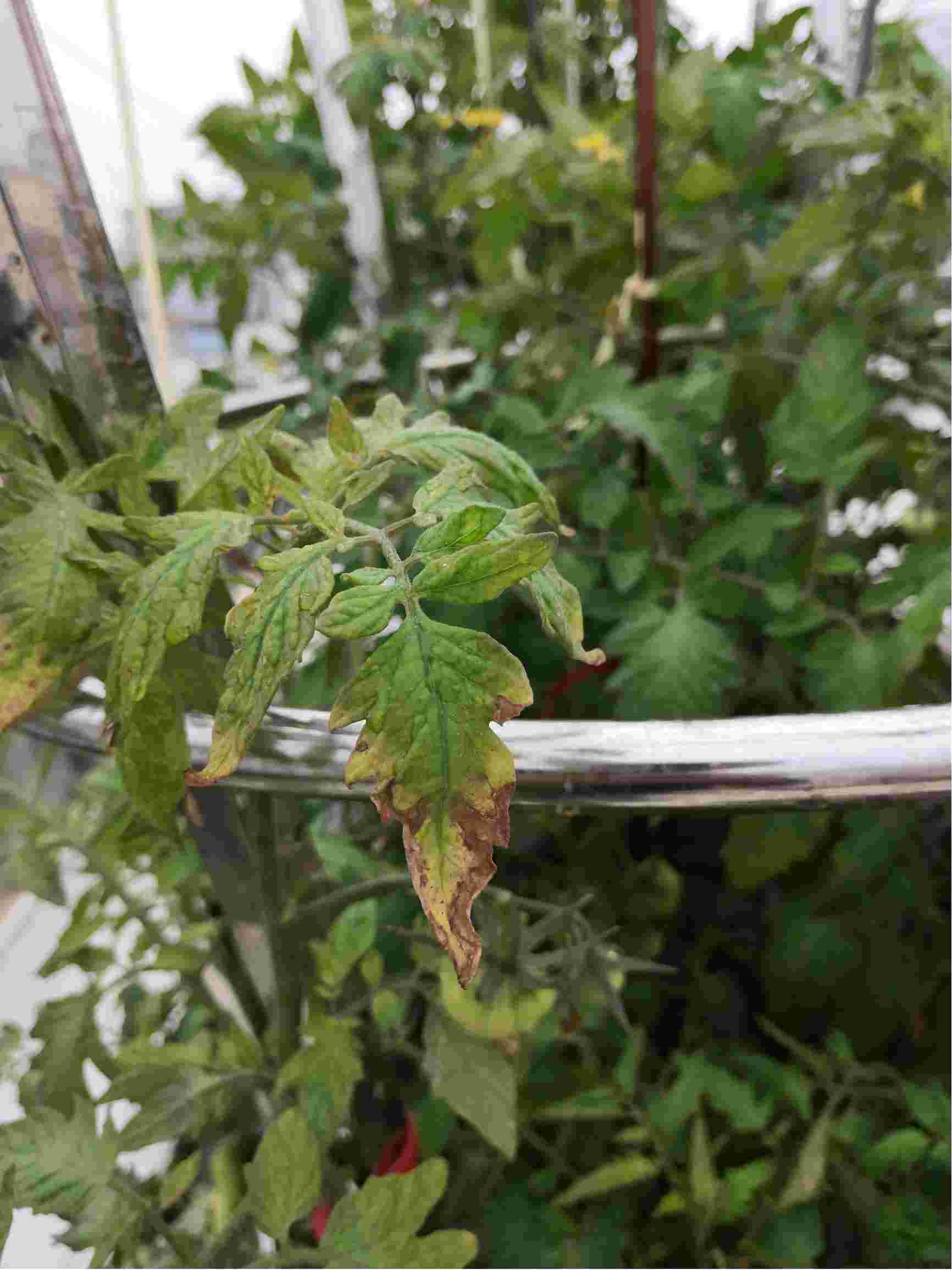 番茄褐斑病防治(番茄褐斑病防治措施)