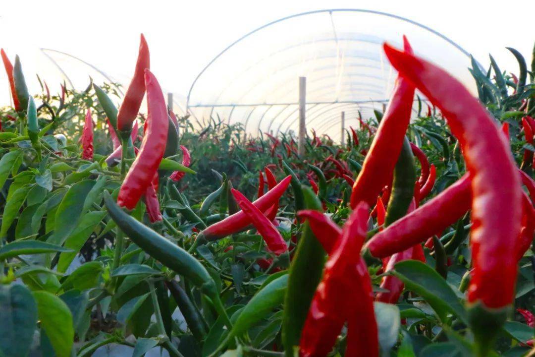 朝天椒高产栽培技术(2021年朝天椒的种植前景)