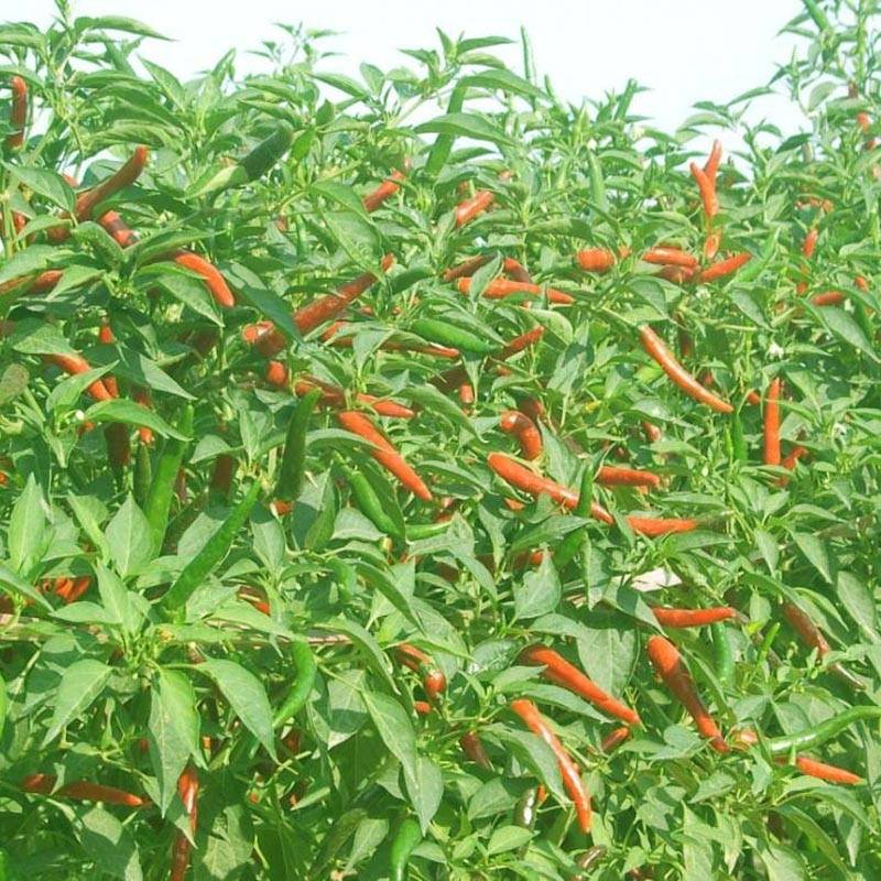 朝天椒高产栽培技术(2021年朝天椒的种植前景)