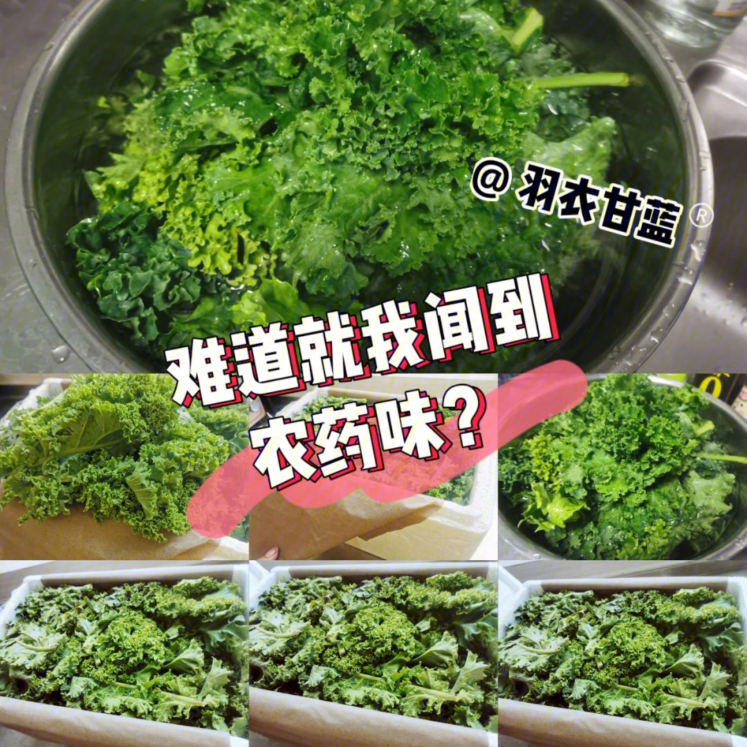 羽衣甘蓝农药(羽衣甘蓝有哪些病虫害)