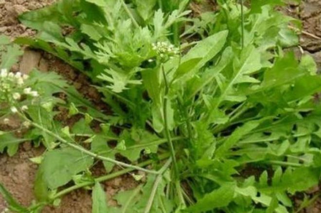 吃荠菜的好处是什么(吃荠菜的好处是什么呢)