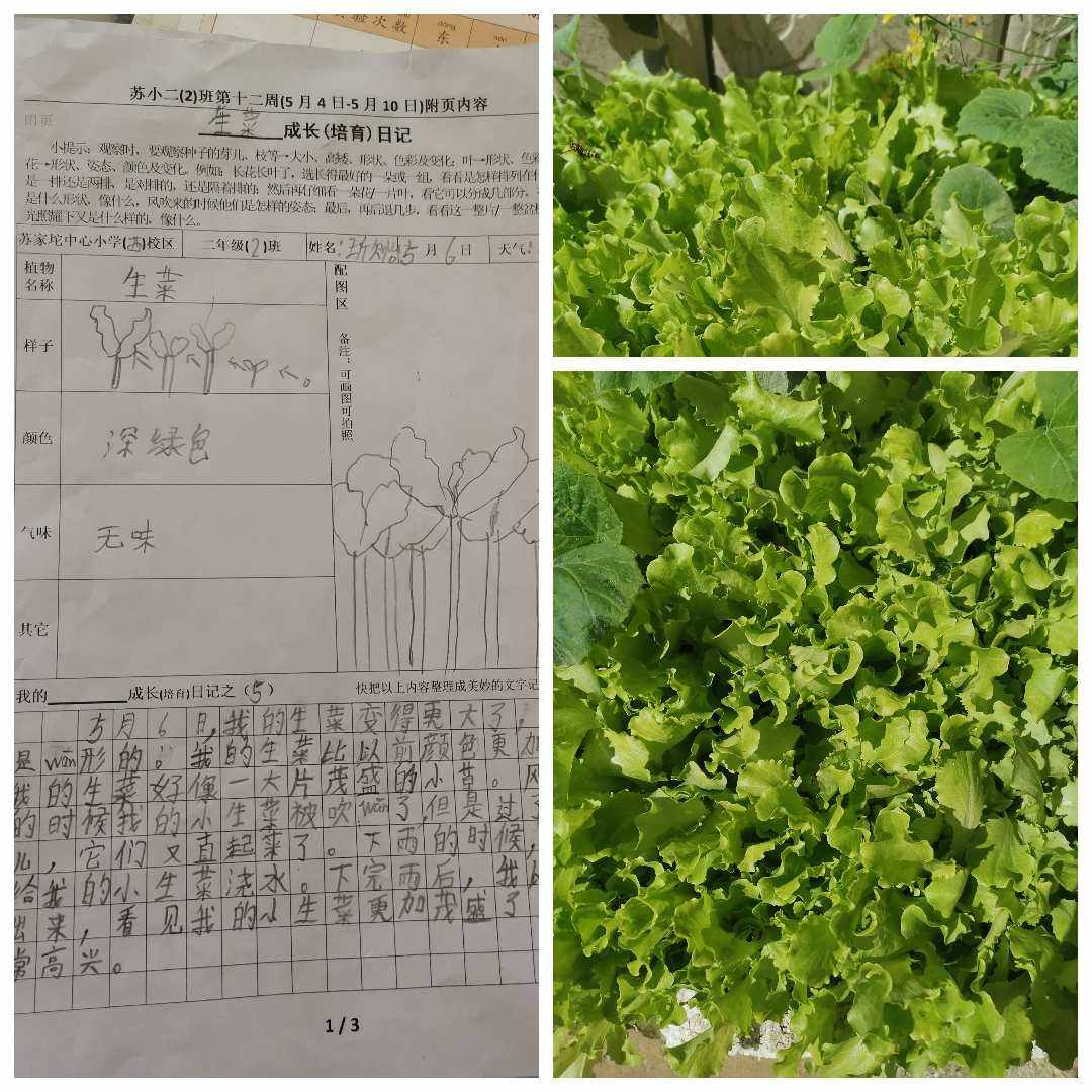 家庭如何种植生菜(家庭如何种植生菜苗)