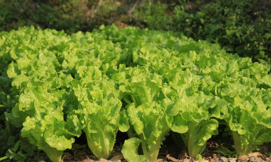 家庭如何种植生菜(家庭如何种植生菜苗)