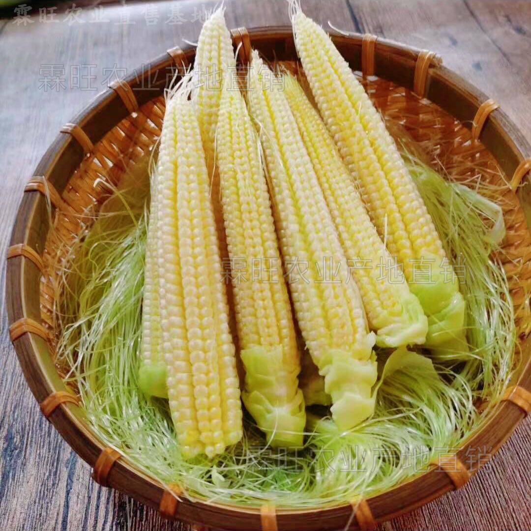 小玉米笋图片(小玉米笋的功效与作用)