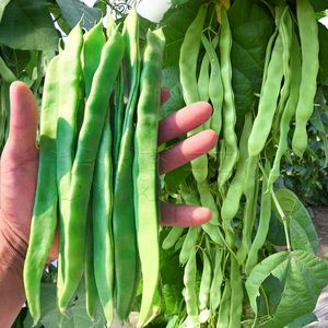 夏季种豆角选哪个品种(夏季种豆角多长时间采摘)