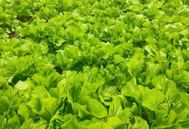 夏季种植什么蔬菜(夏季种植什么蔬菜最赚钱)