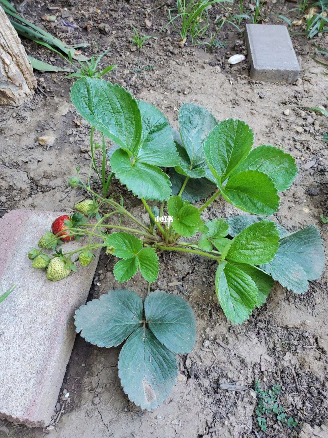 草莓可以自己种吗(草莓要自己种的才好吃)