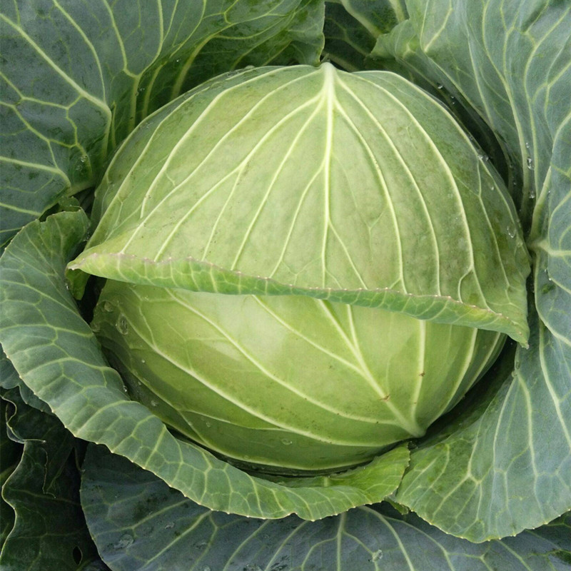 甘蓝卷心菜(甘蓝卷心菜包菜)