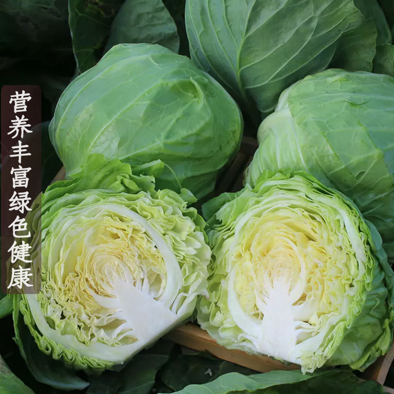 甘蓝卷心菜(甘蓝卷心菜包菜)