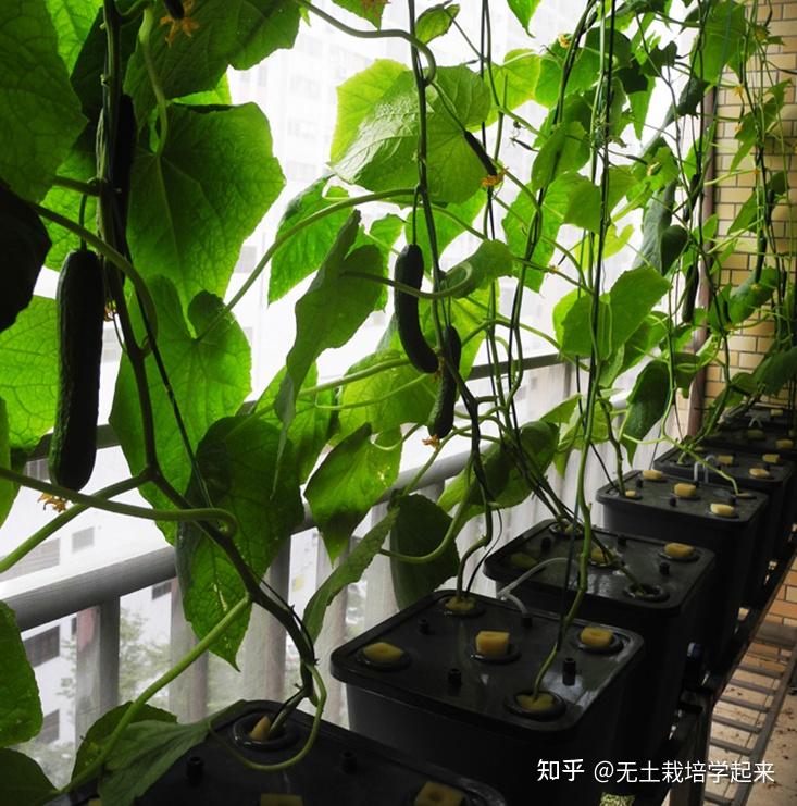 冬季适合阳台种植的蔬菜(冬季适合阳台种植的蔬菜有哪些)