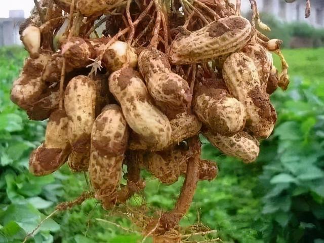 产量最高的花生品种(产量最高的花生种是哪一种)