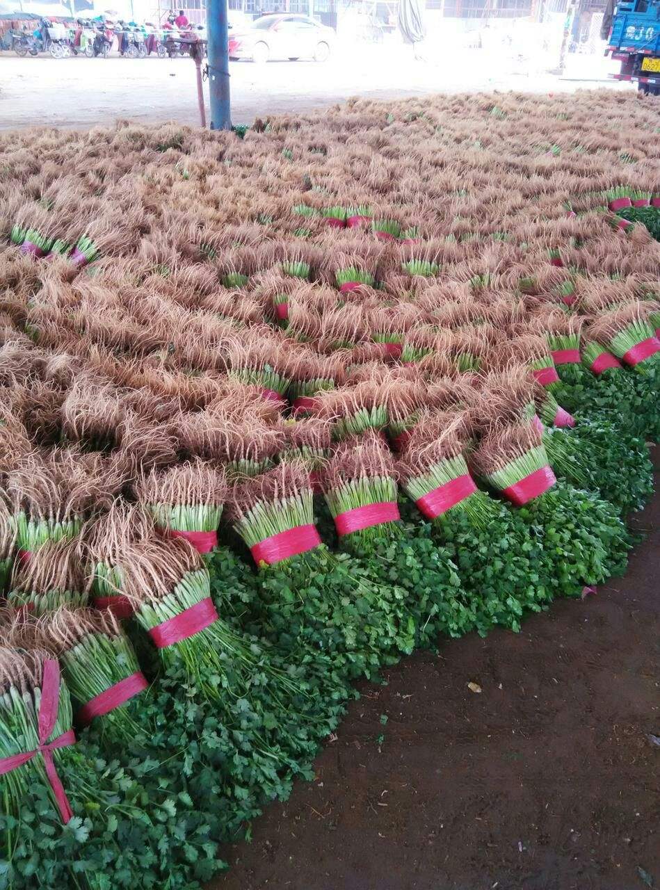 香菜的种植(香菜的种植记录表)