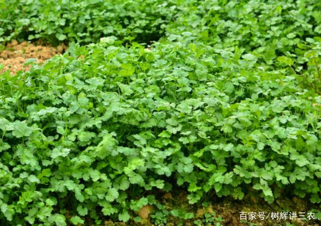 香菜的种植(香菜的种植记录表)