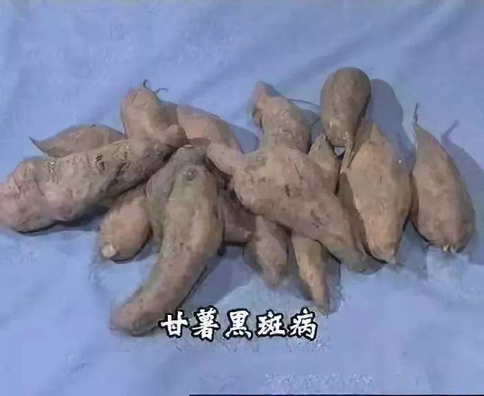 红薯怎样防治病虫害(红薯怎样防治地下害虫)