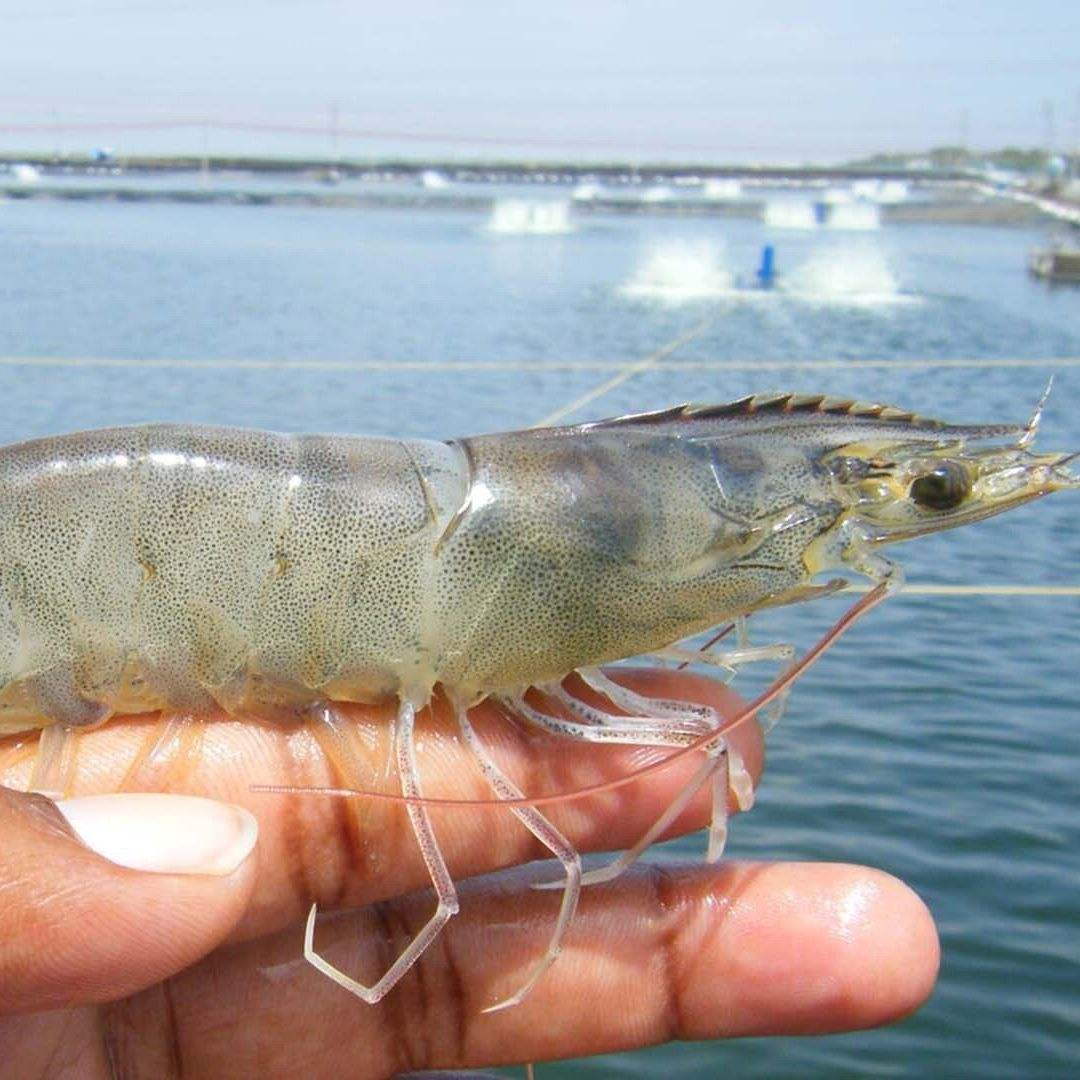 淡水白养殖对虾技术(淡水白对虾养殖技术视频)