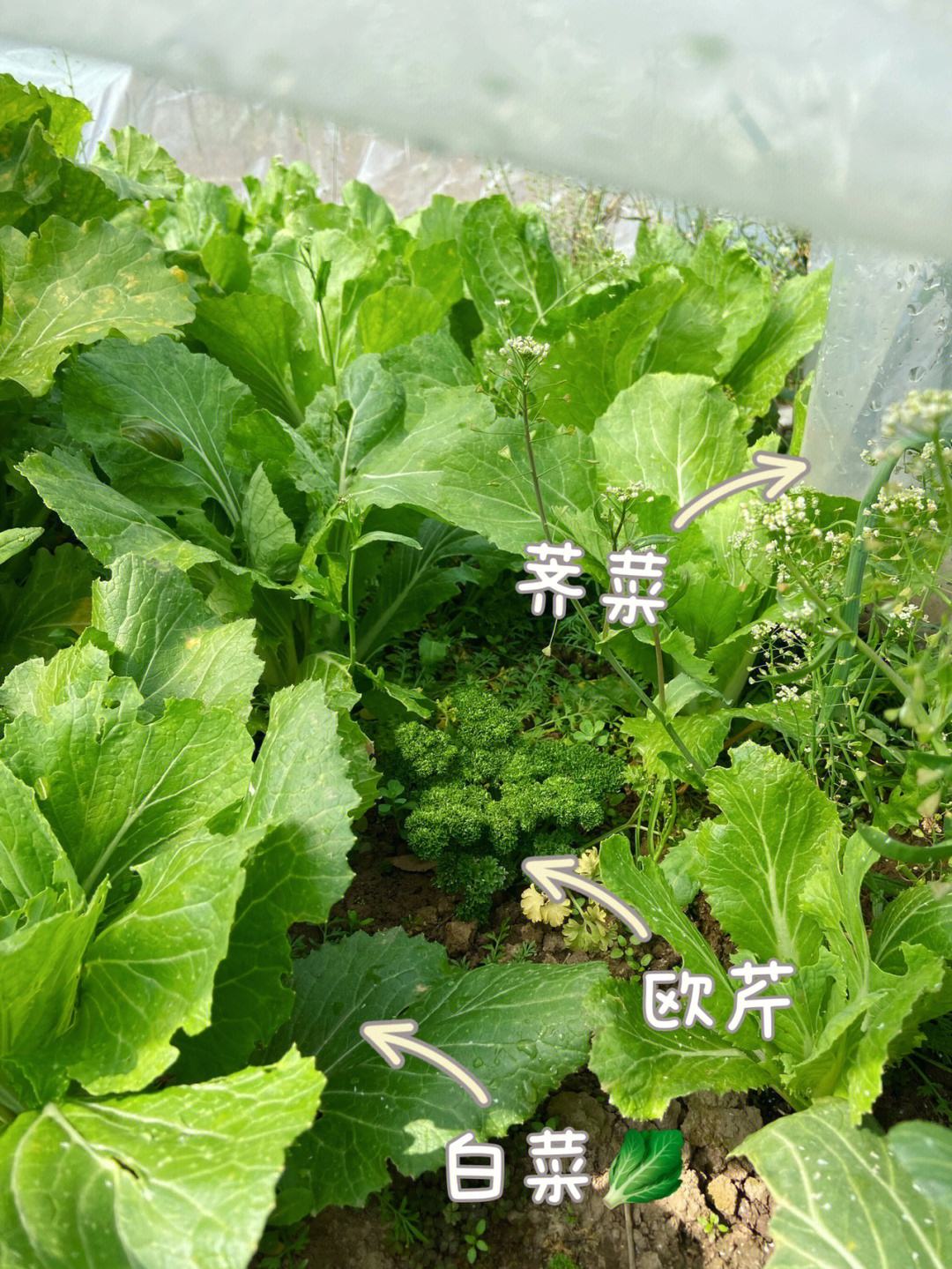春天种植蔬菜(春天种植蔬菜有哪些品种)