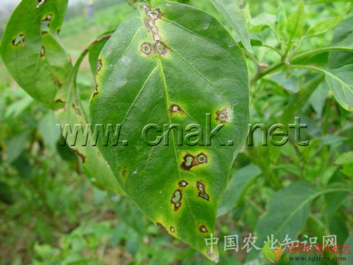 辣椒病害的识别及防治(辣椒常见病害及其防治技术)