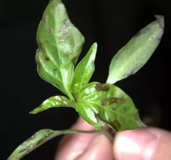 辣椒病害的识别及防治(辣椒常见病害及其防治技术)
