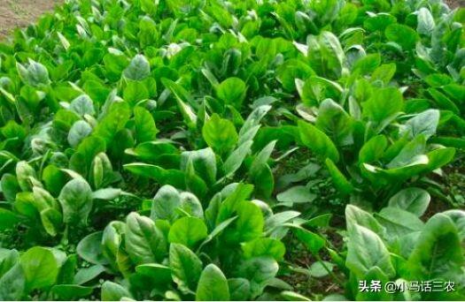 山东秋菠菜什么时间种合适(秋菠菜什么时间种合适啥时候收)