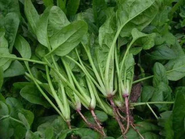 山东秋菠菜什么时间种合适(秋菠菜什么时间种合适啥时候收)