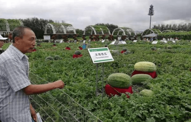 种植西瓜赚钱吗(种西瓜收益怎么样)