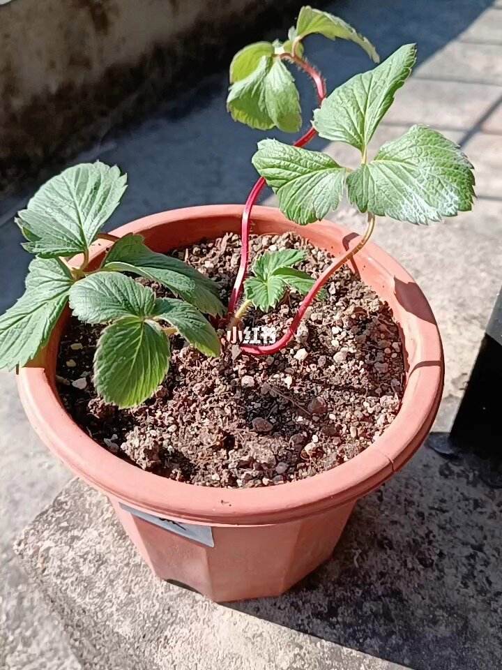 草莓新手种植(草莓新手种植选什么品种)