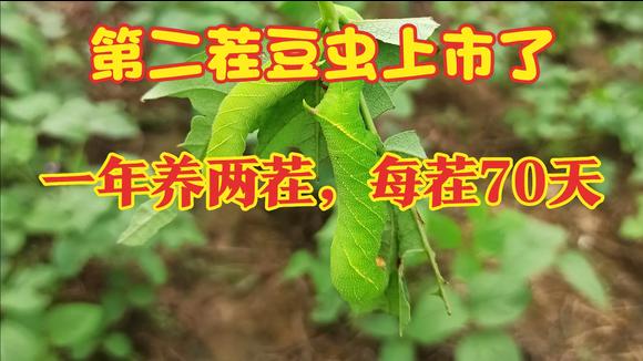 豆虫的养殖技术(豆虫的养殖技术与管理)