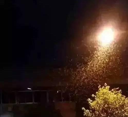 白蚂蚁怎么繁殖(白蚂蚁怎么繁殖的视频)