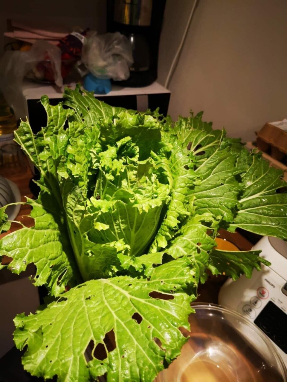 绍菜种植(绍菜后期管理)