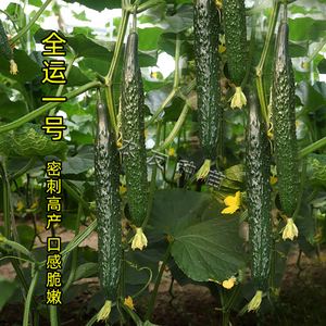 耐寒高产黄瓜品种(耐寒黄瓜种子519)