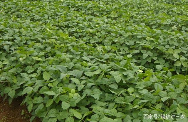 大豆适合什么季节种植(大豆适合什么季节种植呢)