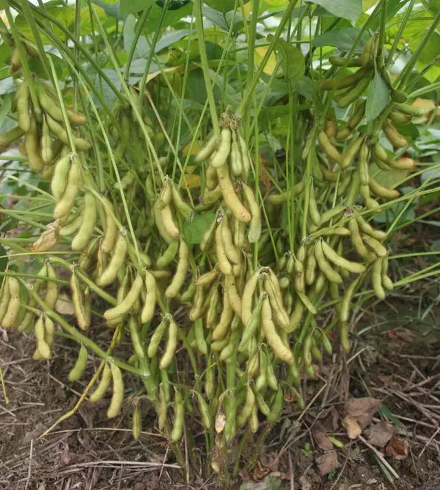 大豆适合什么季节种植(大豆适合什么季节种植呢)