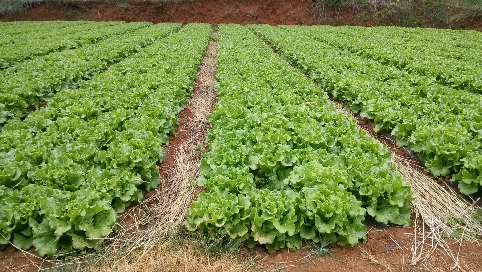 青菜的主要产地(青菜的主要产地在哪里)