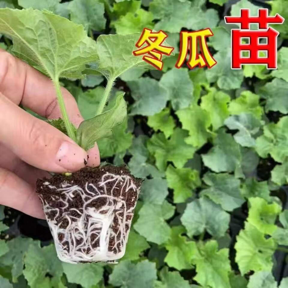 一串铃8号冬瓜怎么种植(一串铃冬瓜种植技术与管理)