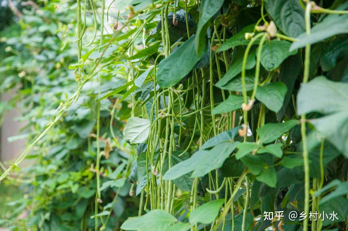 豆角的施肥方案(豆角施肥方案与用量)