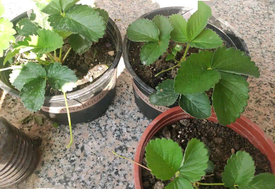 草莓的繁植方法(草莓的繁殖方法和技术要点)