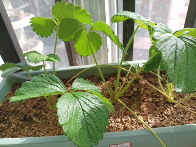 家庭阳台草莓种植方法和温度(家庭阳台草莓种植方法和温度图片)