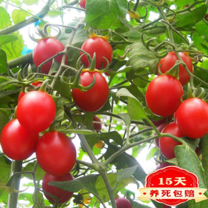 怎样栽种西红柿小苗(怎样栽种西红柿小苗视频)