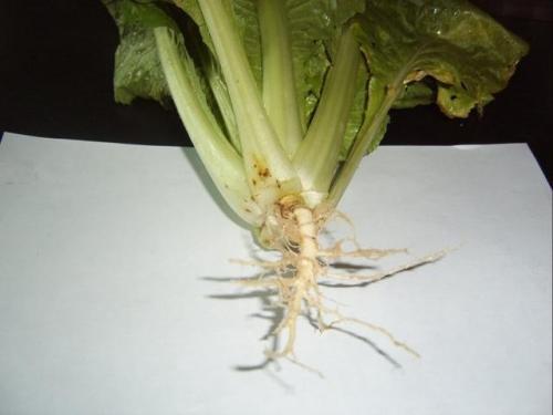 香菜根种在水里能活吗(香菜根放水里能长出来吗)