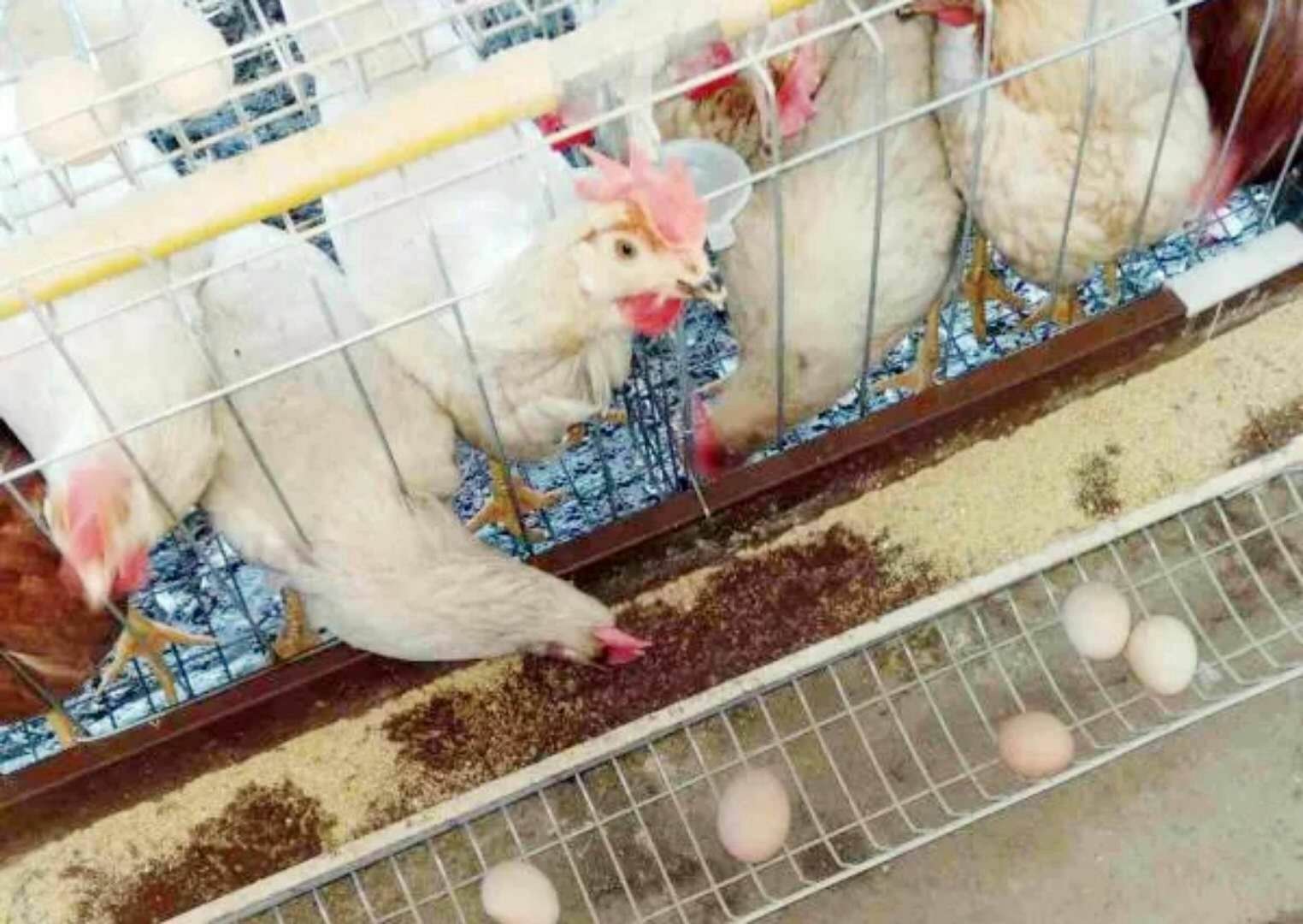 怎样养肉鸡长得快(怎样养肉鸡长得快一点)