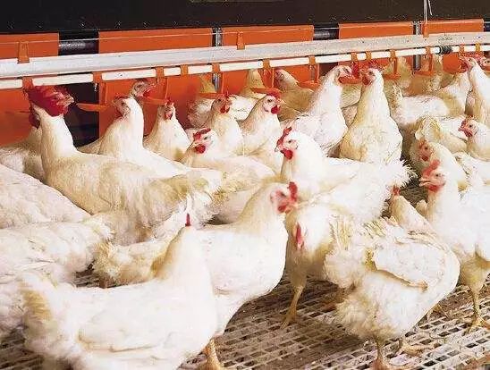 怎样养肉鸡长得快(怎样养肉鸡长得快一点)