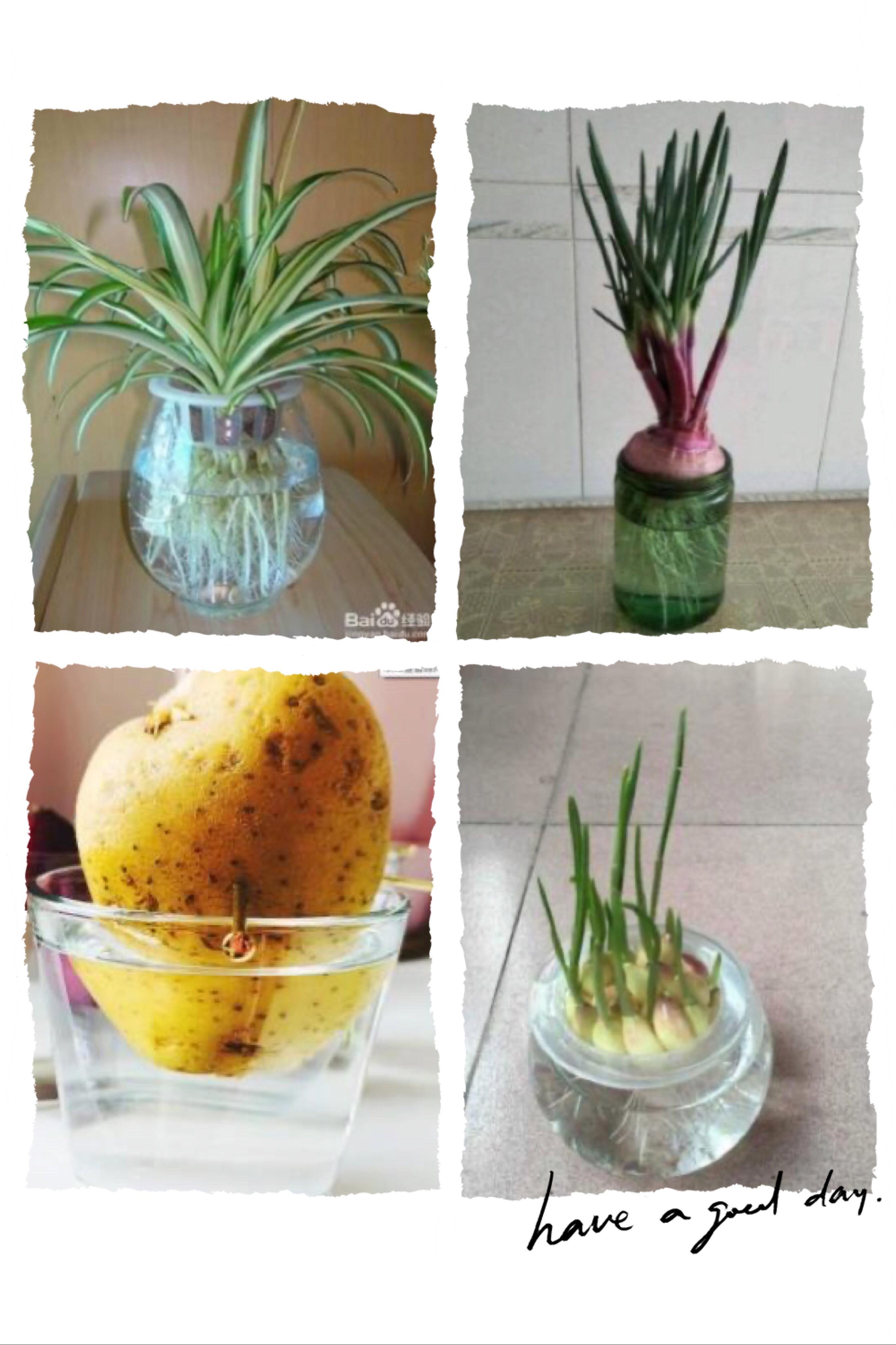 水培土豆怎么种植(水培土豆种植方法,需不需要切)