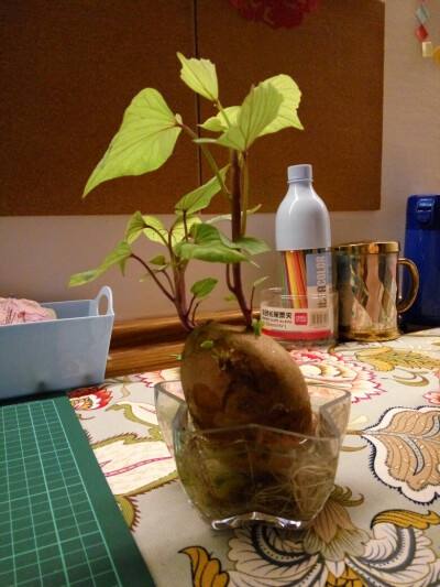 水培土豆怎么种植(水培土豆种植方法,需不需要切)