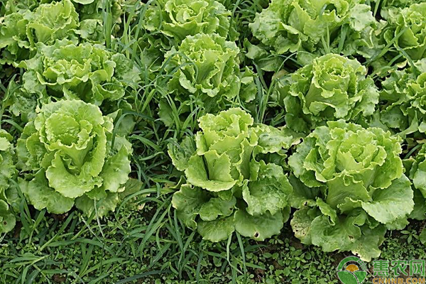 生菜种子怎么种植方法(生菜种子种植方法和时间)