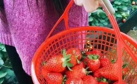 女生让你种草莓(女生要给我种草莓什么意思)