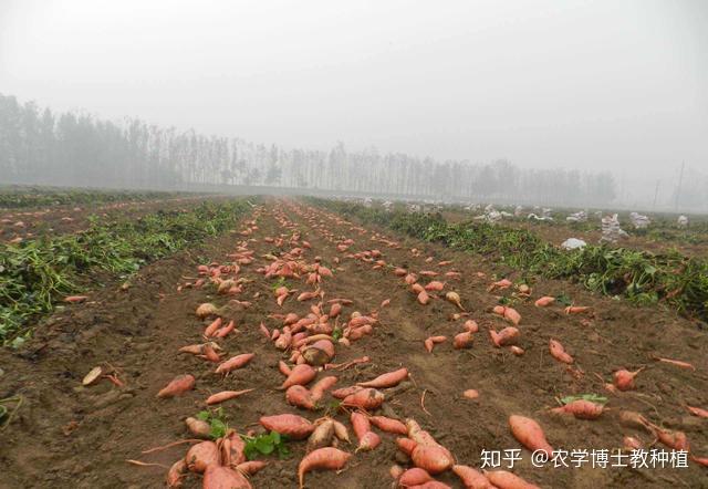 种红薯多远一棵(种红薯间隔多宽才好?)