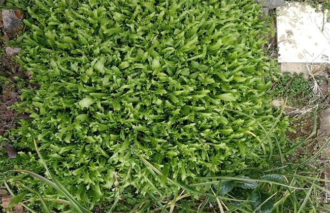 种植苦菊(种植苦菊需要农药吗)