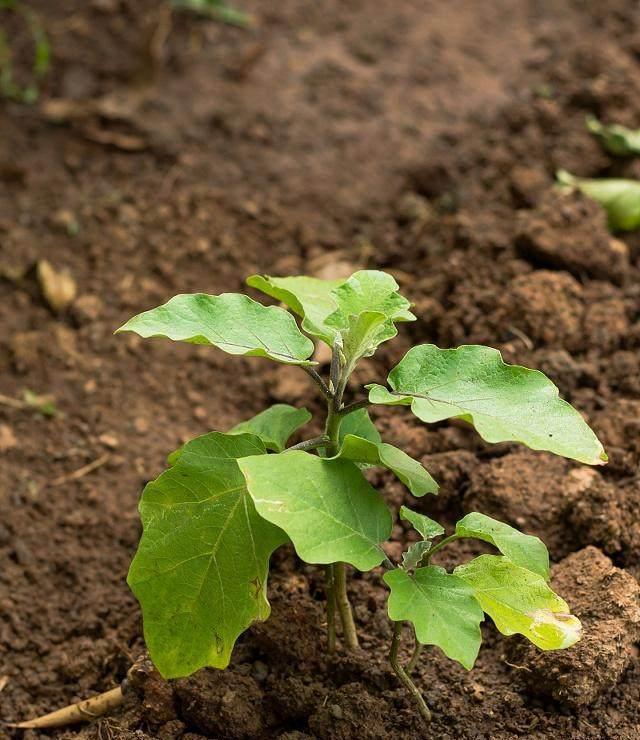 茄子的种植全过程(茄子种植全过程4个步骤细节详解)