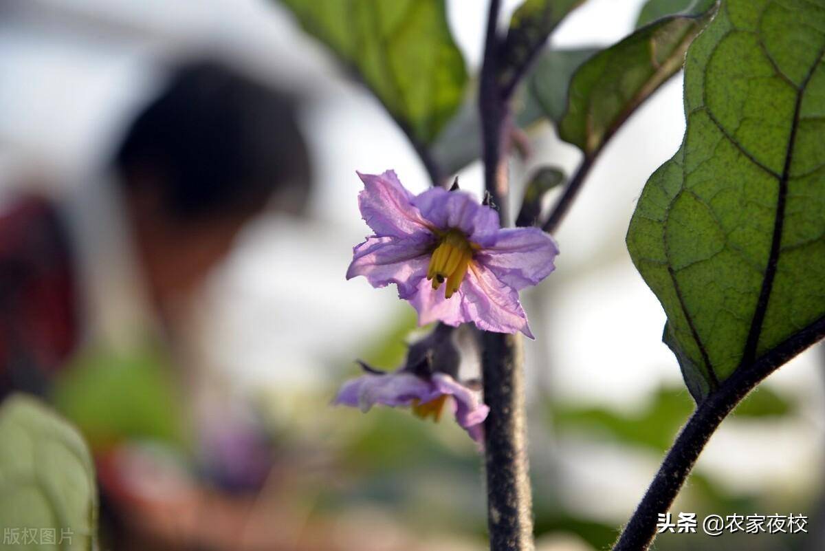 茄子的种植全过程(茄子种植全过程4个步骤细节详解)