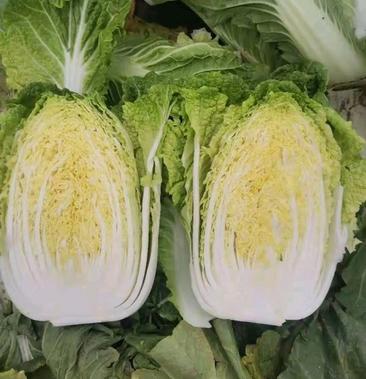 黄心白菜是转基因吗(黄心白菜是转基因吗能吃吗)